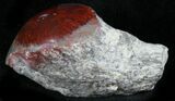 Pennsylvanian Aged Red Agatized Horn Coral - Utah #26391-1